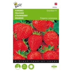 Goedkope Tuin Licht Winkel 11 Aardbeien Grandian F1 - Fragaria × Ananassa