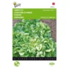 Andijvie Nummer Vijf - Cichorium Endivia