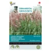 Chinees Prachtriet New Hybrids - Miscanthus Sinensis