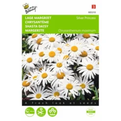 Chrysanthemum Maximum Nanum Silver Princess