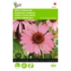 Echinacea Purpurea - Rode Zonnehoed