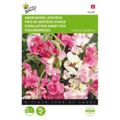 Lathyrus Latifolius (kleurenmengsel)