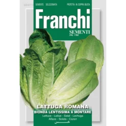 Lattuga Romana Bionda - Sla Wonder Der Vier Jaargetijden