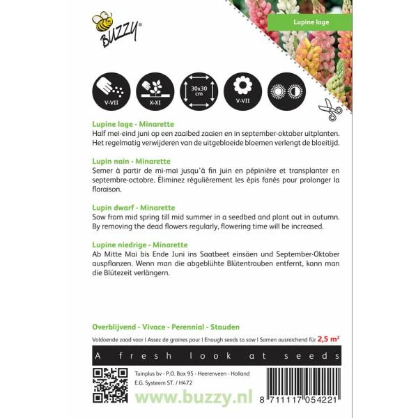 Lupinus Polyphyllus Minarette 2 Lupinus Polyphyllus Minarette - Afbeelding 2