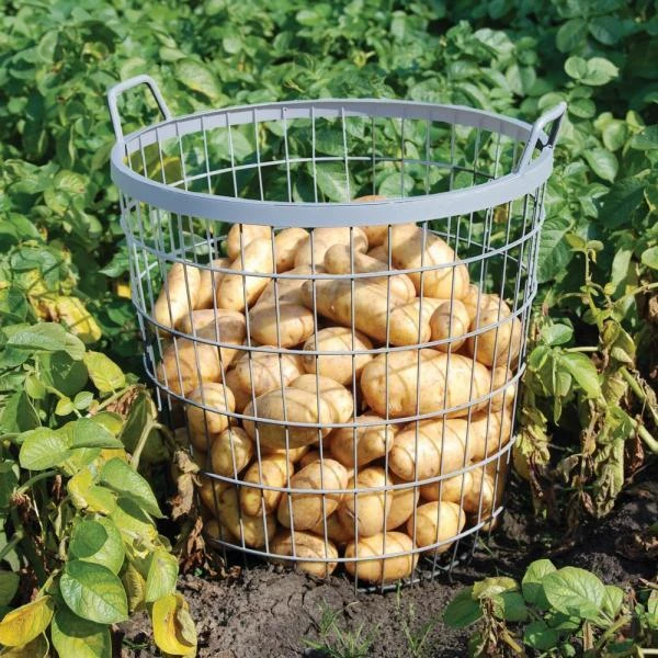 ESSCHERT DESIGN Metalen Oogstkorf - Aardappelmand 3 ESSCHERT DESIGN Metalen Oogstkorf - Aardappelmand - Afbeelding 3