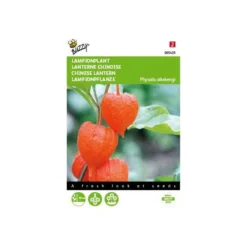 Physalis Alkekengi (oranje Lampionnetjes)