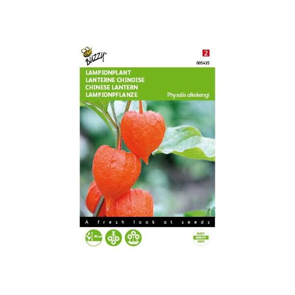 Physalis Alkekengi (oranje Lampionnetjes) 1 Physalis Alkekengi (oranje Lampionnetjes)