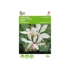 Prachtkaars - Gaura Sparkle White
