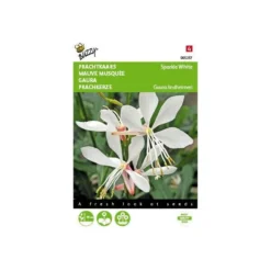 Prachtkaars - Gaura Sparkle White