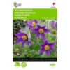 Pulsatilla Vulgaris (wildemanskruid)