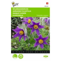 Pulsatilla Vulgaris (wildemanskruid)