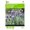 Vlinderlavendel Sancho Panza - Lavandula Stoechas
