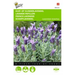 Vlinderlavendel Sancho Panza - Lavandula Stoechas